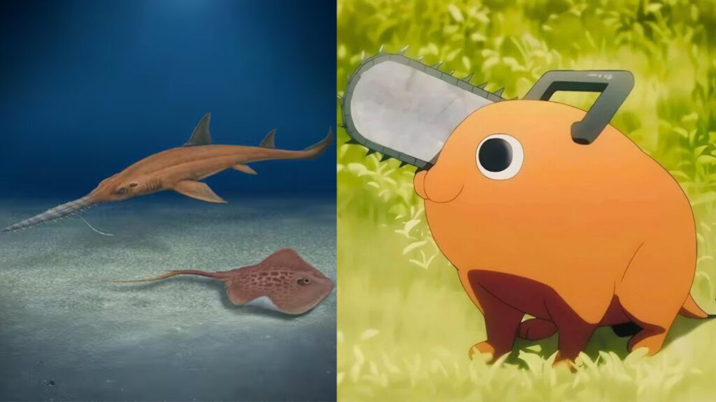 Fósil-Pochitaserra patriciacanalae